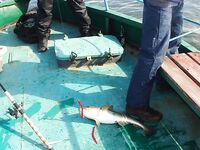 Балтика близко: треска круглый год, сарган весной и кунджа по погоде