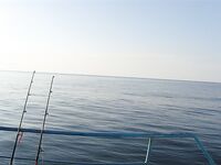 Балтика близко: треска круглый год, сарган весной и кунджа по погоде