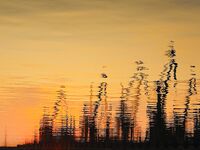 Рассвет без хамсы: солнце поднялось — пусто