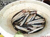 Портовая разведка: хамса, ставридка и тест Shimano Seido 4000FA