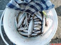 Портовая разведка: хамса, ставридка и тест Shimano Seido 4000FA