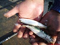 Портовая разведка: хамса, ставридка и тест Shimano Seido 4000FA