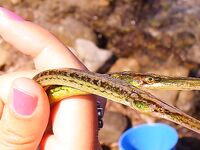 Греция без снастей и Болгария с креветкой: ветер в портах и «мертвая волна»