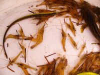 Греция без снастей и Болгария с креветкой: ветер в портах и «мертвая волна»