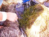 Греция без снастей и Болгария с креветкой: ветер в портах и «мертвая волна»