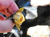 Греция без снастей и Болгария с креветкой: ветер в портах и «мертвая волна»