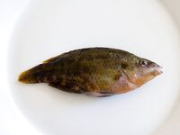 Синеморец: кефаль и сарган понятны, а что за «звери» и как с чешуёй?