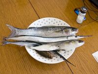 Первый раз с бомбардой у моря: удовольствие получено — промысл масштабам не вред