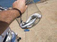 Первый раз с бомбардой у моря: удовольствие получено — промысл масштабам не вред