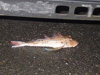 Лесной порт Бургас — ночь под дождём: пять чернокопов и «тоби» по хмури