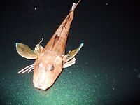 Лесной порт Бургас — ночь под дождём: пять чернокопов и «тоби» по хмури