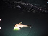 Лесной порт Бургас — ночь под дождём: пять чернокопов и «тоби» по хмури