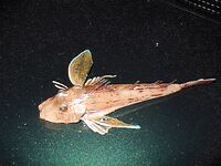 Лесной порт Бургас — ночь под дождём: пять чернокопов и «тоби» по хмури