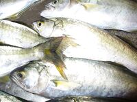 Порт Япончик, ранний старт: до 06:30 девять чернокопов — мелкий луфарь рядом