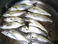 Порт Япончик, ранний старт: до 06:30 девять чернокопов — мелкий луфарь рядом