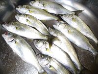 Порт Япончик, ранний старт: до 06:30 девять чернокопов — мелкий луфарь рядом