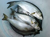 Клуб «Морские волки»: отвес в море 125 луфарей, на берегу у Киро — чернокоп