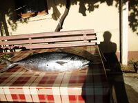 Резово, граница с Турцией — паламида «турук» и Бай Христо мастер спорта