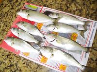 Бургас, рассвет под дождём: промысловый самодур и 8 чернокопов за три часа