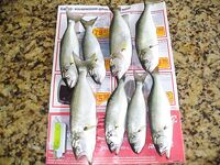 Бургас, рассвет под дождём: промысловый самодур и 8 чернокопов за три часа