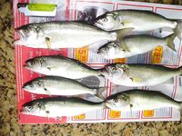 Бургас, рассвет под дождём: промысловый самодур и 8 чернокопов за три часа