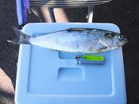 Черноморская ловля карагьоза на самодур в Бургасе: оснастка, перья и крупные рыбы