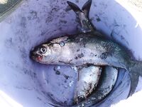 Утренние фото: фиксирую клев и море, без расшифровки по снастям