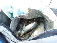 Утренние фото: фиксирую клев и море, без расшифровки по снастям