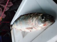 Порт Япончик и Западный порт Бургас — карагьоз 600 г утром и серия вечером