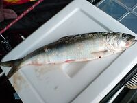 Хмуро, но рыба есть: короткая зарисовка без деталей по месту и времени