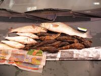 Бургас, Николин день накануне: бычки, судак и пеленгас на «волты»