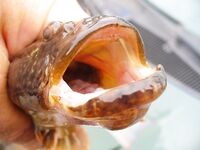 Бургас, Николин день накануне: бычки, судак и пеленгас на «волты»