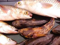 Бургас, Николин день накануне: бычки, судак и пеленгас на «волты»