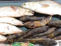 Бургас, Николин день накануне: бычки, судак и пеленгас на «волты»