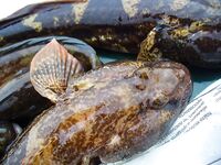 Бургас, Николин день накануне: бычки, судак и пеленгас на «волты»