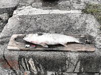 Первые рыбы 2010 — бычки и кефаль-монстр: старт сезона состоялся