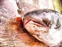 Первые рыбы 2010 — бычки и кефаль-монстр: старт сезона состоялся