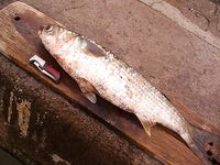 Первые рыбы 2010 — бычки и кефаль-монстр: старт сезона состоялся