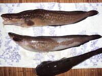 Сочи, ночной серфкастинг: менек в шторм и «пикша» со ската под вопросом