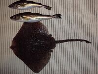 Сочи, ночной серфкастинг: менек в шторм и «пикша» со ската под вопросом