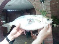 Змарид — это ласкирь или сальпа: уточняем болгарские названия рыб