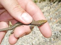 Рыбы и прочая морская живность: галерея без пояснений зашла на ура