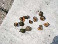 Рыбы и прочая морская живность: галерея без пояснений зашла на ура