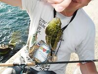 Рыбы и прочая морская живность: галерея без пояснений зашла на ура