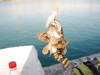 Рыбы и прочая морская живность: галерея без пояснений зашла на ура