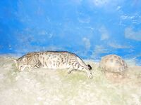 Рыбы и прочая морская живность: галерея без пояснений зашла на ура