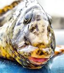 Только фото — короткая заметка: сезон, приманка и место были бы в тему