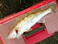 Только фото — короткая заметка: сезон, приманка и место были бы в тему