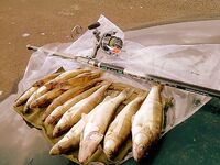 Только фото — короткая заметка: сезон, приманка и место были бы в тему