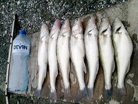 Только фото — короткая заметка: сезон, приманка и место были бы в тему